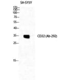 Western Blot - Anti-CD32 Antibody (B0626) - Antibodies.com