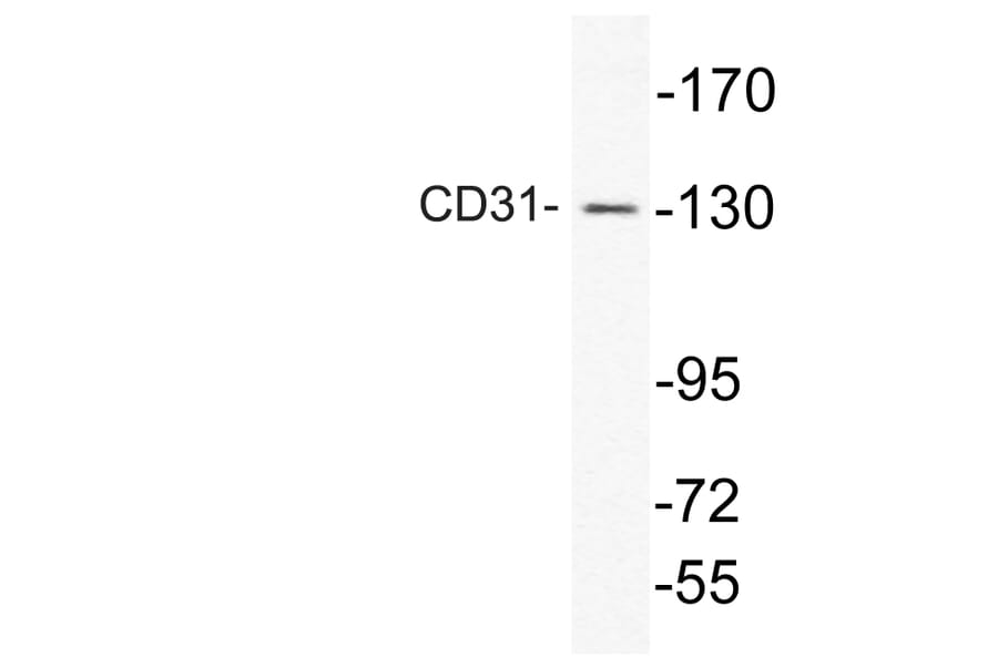 Western Blot - Anti-CD31 Antibody (R12-2074) - Antibodies.com