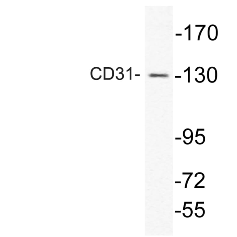 Western Blot - Anti-CD31 Antibody (R12-2074) - Antibodies.com