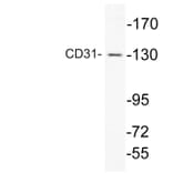 Western Blot - Anti-CD31 Antibody (R12-2074) - Antibodies.com
