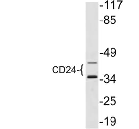 Western Blot - Anti-CD24 Antibody (R12-2071) - Antibodies.com