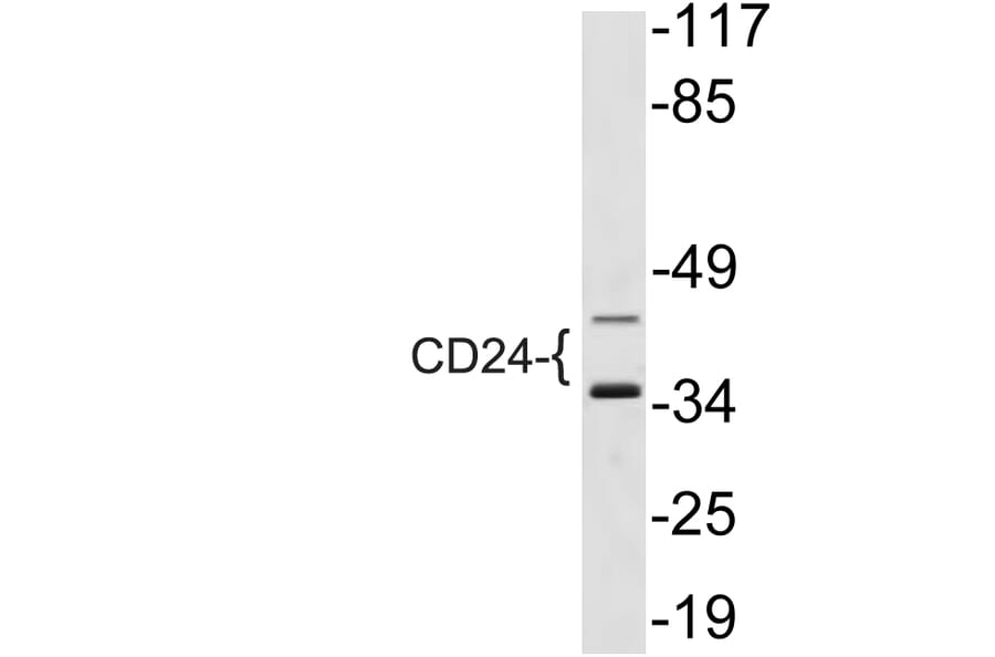 Western Blot - Anti-CD24 Antibody (R12-2071) - Antibodies.com