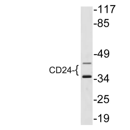 Western Blot - Anti-CD24 Antibody (R12-2071) - Antibodies.com