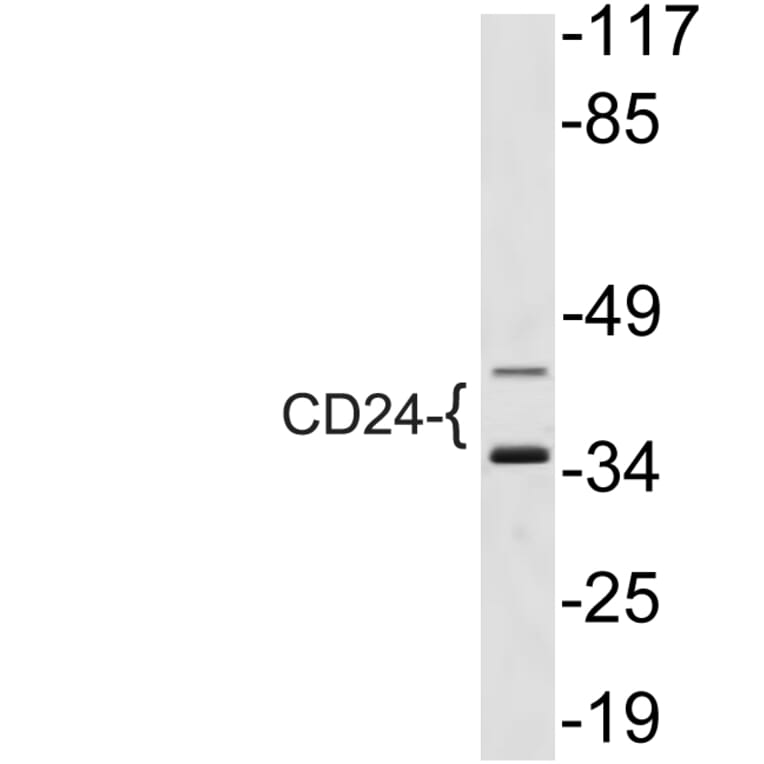 Western Blot - Anti-CD24 Antibody (R12-2071) - Antibodies.com