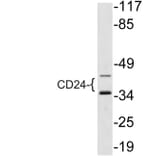 Western Blot - Anti-CD24 Antibody (R12-2071) - Antibodies.com