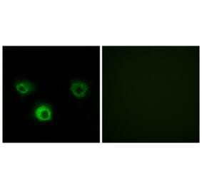 Immunofluorescence - Anti-CCR4 Antibody (C12128) - Antibodies.com