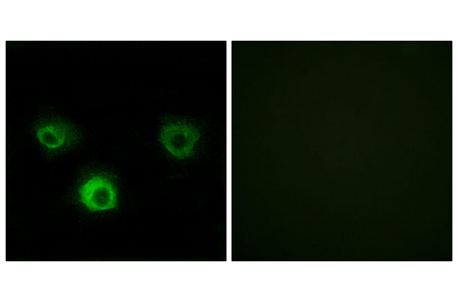 Immunofluorescence - Anti-CCR4 Antibody (C12128) - Antibodies.com
