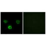 Immunofluorescence - Anti-CCR4 Antibody (C12128) - Antibodies.com