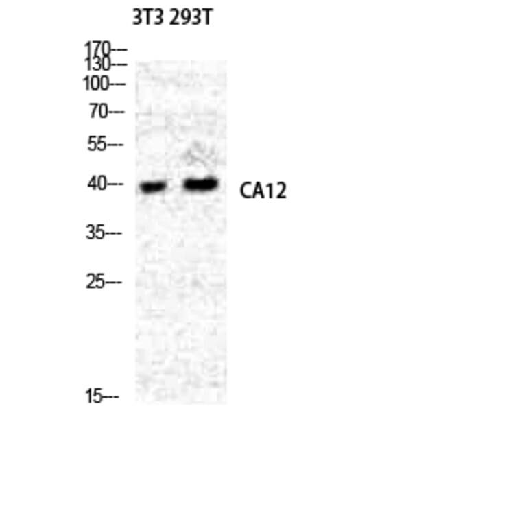 Western Blot - Anti-CA12 Antibody (C14935) - Antibodies.com