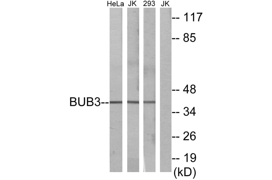Western Blot - Anti-BUB3 Antibody (C12075) - Antibodies.com