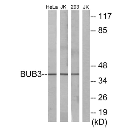 Western Blot - Anti-BUB3 Antibody (C12075) - Antibodies.com