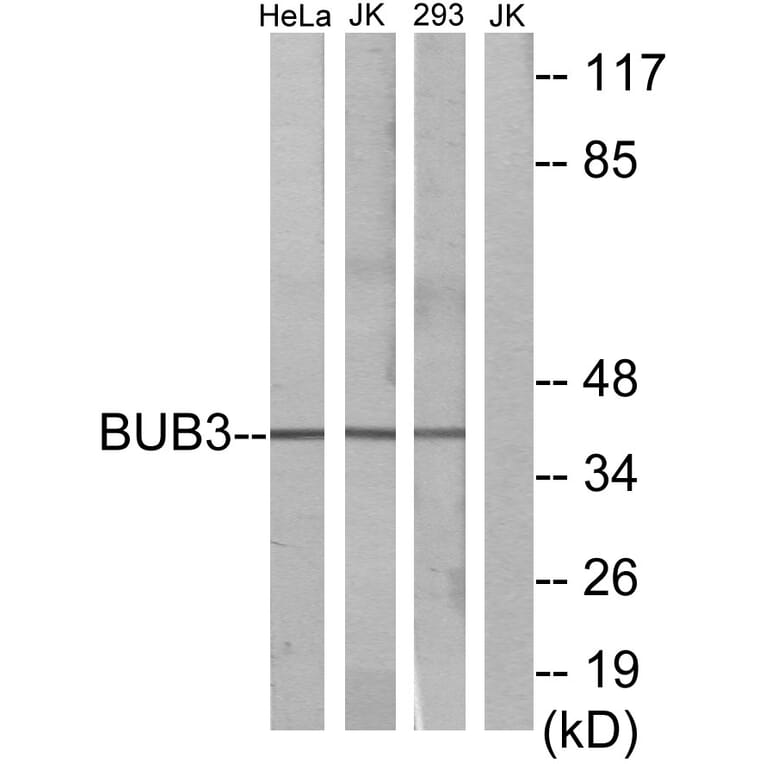 Western Blot - Anti-BUB3 Antibody (C12075) - Antibodies.com
