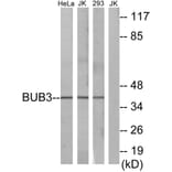 Western Blot - Anti-BUB3 Antibody (C12075) - Antibodies.com