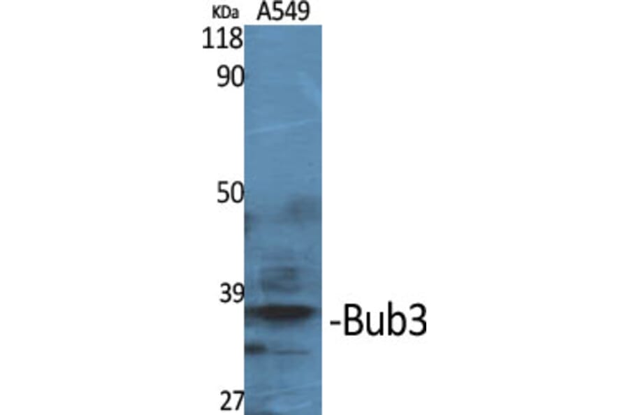 Western Blot - Anti-BUB3 Antibody (C12075) - Antibodies.com