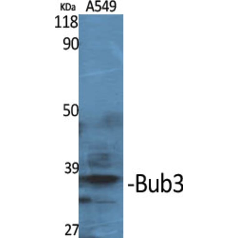 Western Blot - Anti-BUB3 Antibody (C12075) - Antibodies.com