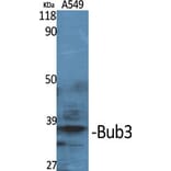 Western Blot - Anti-BUB3 Antibody (C12075) - Antibodies.com
