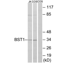 Western Blot - Anti-BST1 Antibody (C14339) - Antibodies.com