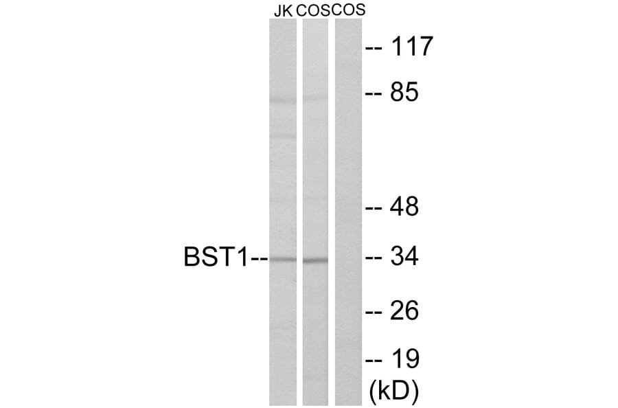 Western Blot - Anti-BST1 Antibody (C14339) - Antibodies.com