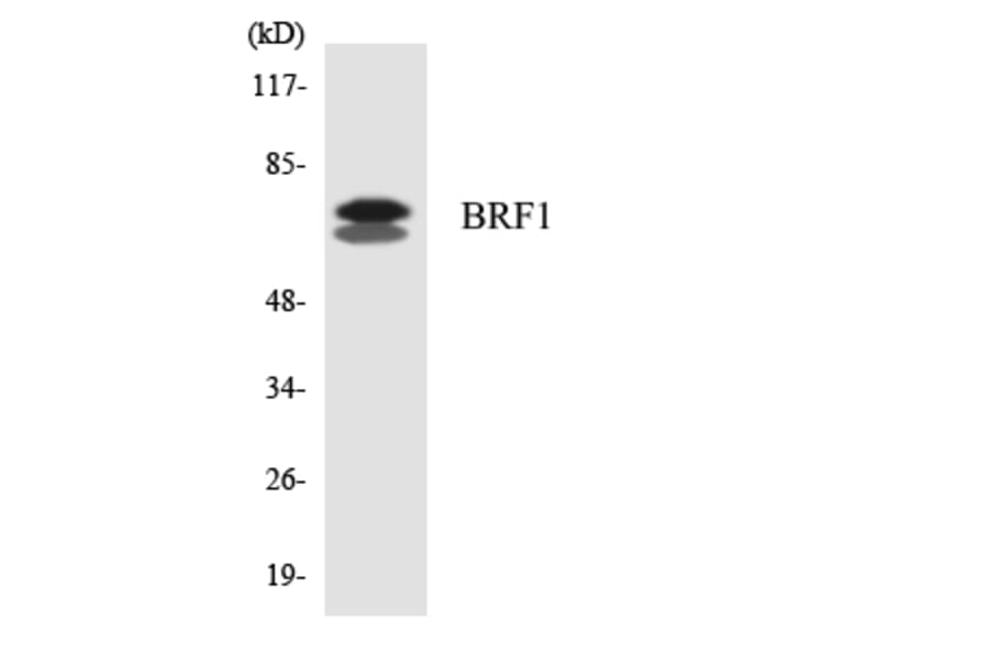 Western Blot - Anti-BRF1 Antibody (R12-2546) - Antibodies.com