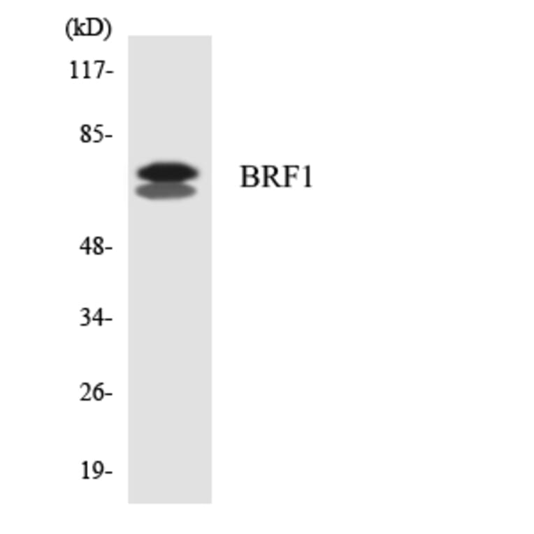 Western Blot - Anti-BRF1 Antibody (R12-2546) - Antibodies.com