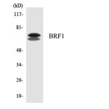 Western Blot - Anti-BRF1 Antibody (R12-2546) - Antibodies.com