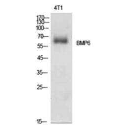 Western Blot - Anti-BMP6 Antibody (C30704) - Antibodies.com