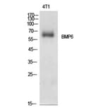 Western Blot - Anti-BMP6 Antibody (C30704) - Antibodies.com