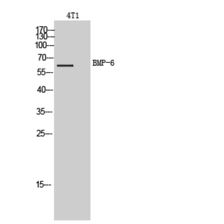 Western Blot - Anti-BMP6 Antibody (C30704) - Antibodies.com