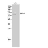 Western Blot - Anti-BMP6 Antibody (C30704) - Antibodies.com