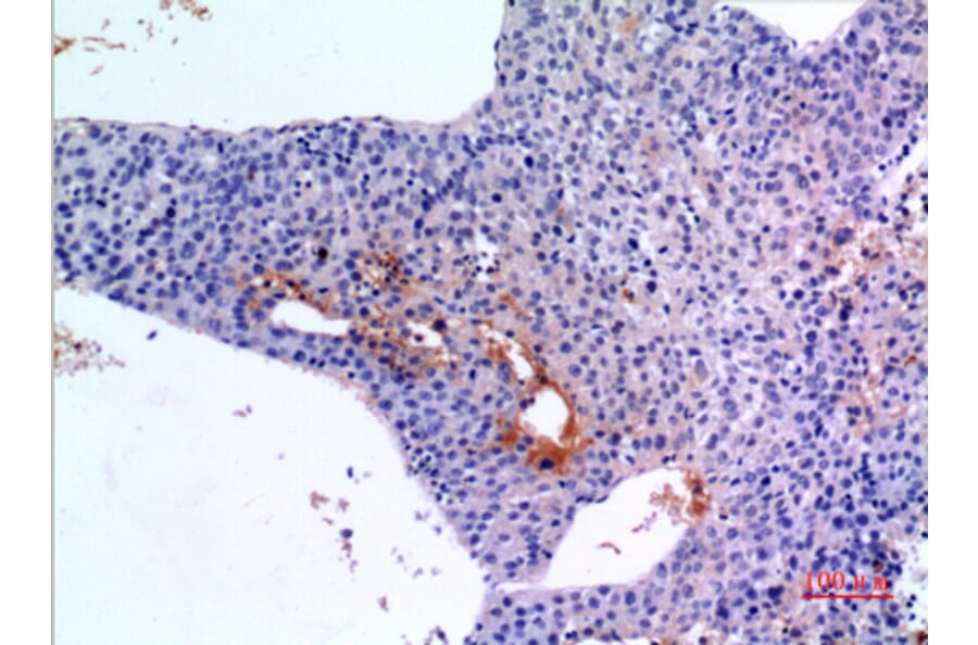 Immunohistochemistry - Anti-BMP3 Antibody (C30667) - Antibodies.com