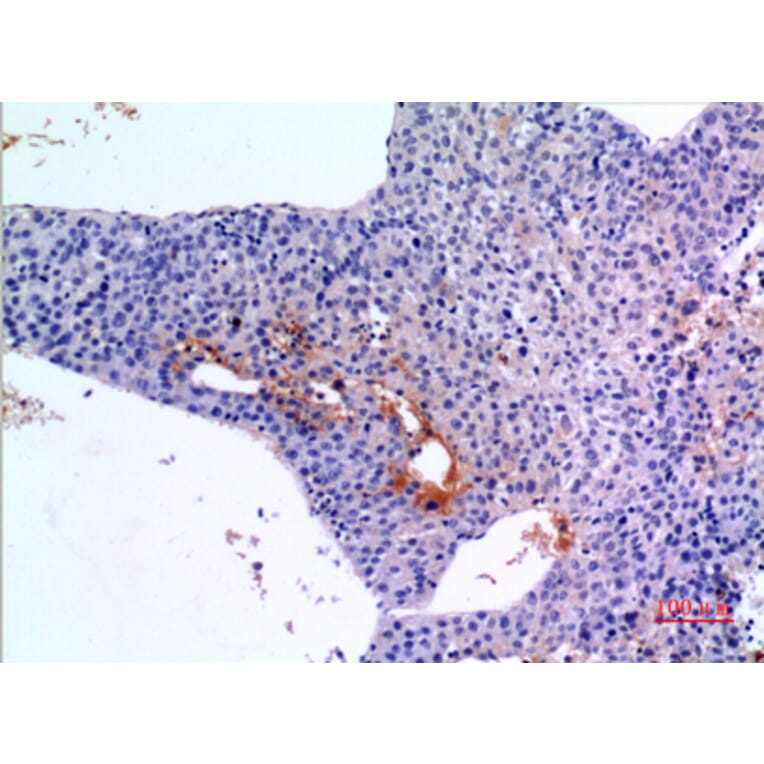 Immunohistochemistry - Anti-BMP3 Antibody (C30667) - Antibodies.com