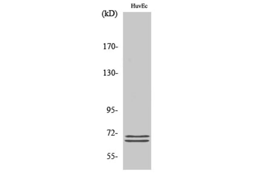 Western Blot - Anti-BLNK Antibody (B0620) - Antibodies.com