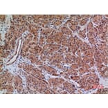 Immunohistochemistry - Anti-BIN1 Antibody (C30020) - Antibodies.com