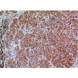 Immunohistochemistry - Anti-BIN1 Antibody (C30020) - Antibodies.com