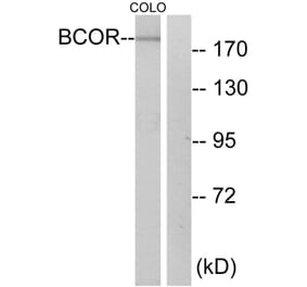 Western Blot - Anti-BCOR Antibody (C12072) - Antibodies.com