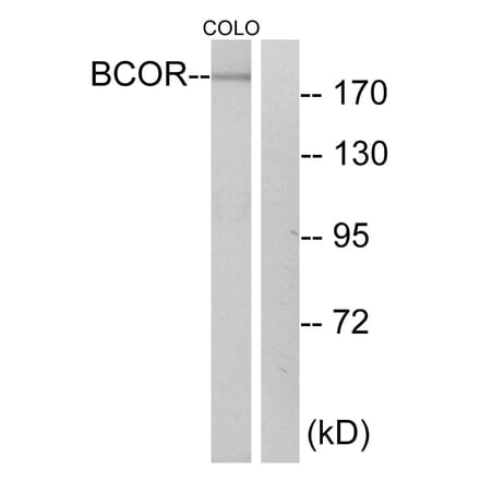 Western Blot - Anti-BCOR Antibody (C12072) - Antibodies.com