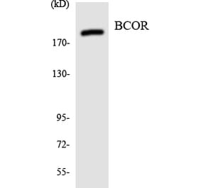 Western Blot - Anti-BCOR Antibody (R12-2542) - Antibodies.com