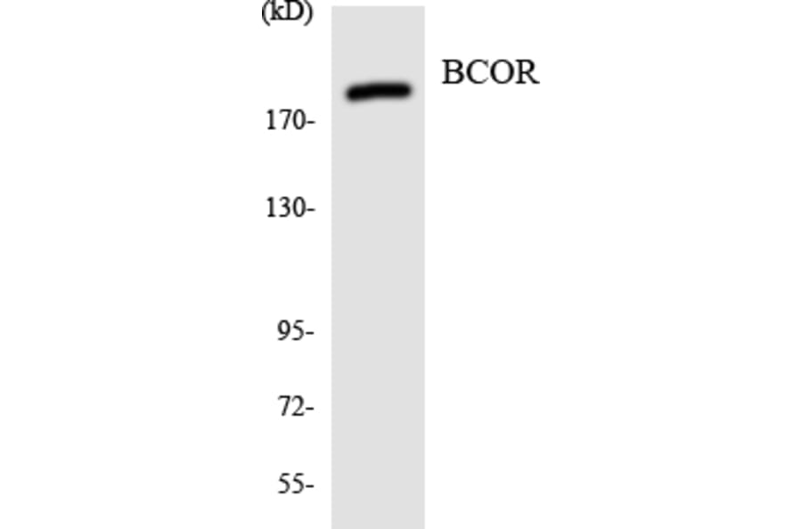 Western Blot - Anti-BCOR Antibody (R12-2542) - Antibodies.com