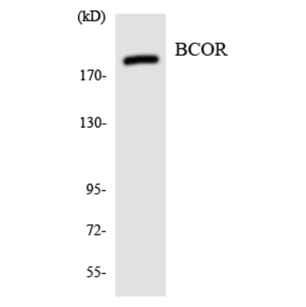 Western Blot - Anti-BCOR Antibody (R12-2542) - Antibodies.com