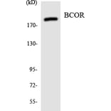 Western Blot - Anti-BCOR Antibody (R12-2542) - Antibodies.com