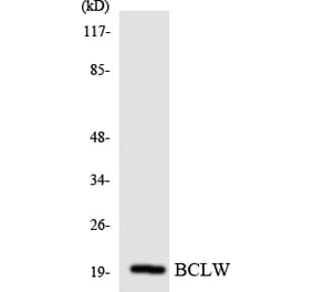 Western Blot - Anti-BCLW Antibody (R12-2541) - Antibodies.com