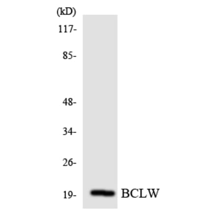 Western Blot - Anti-BCLW Antibody (R12-2541) - Antibodies.com
