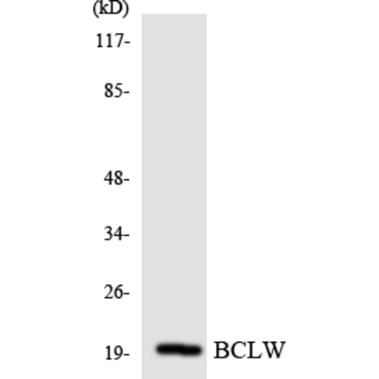 Western Blot - Anti-BCLW Antibody (R12-2541) - Antibodies.com