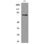 Western Blot - Anti-BCL6 Antibody (C30745) - Antibodies.com