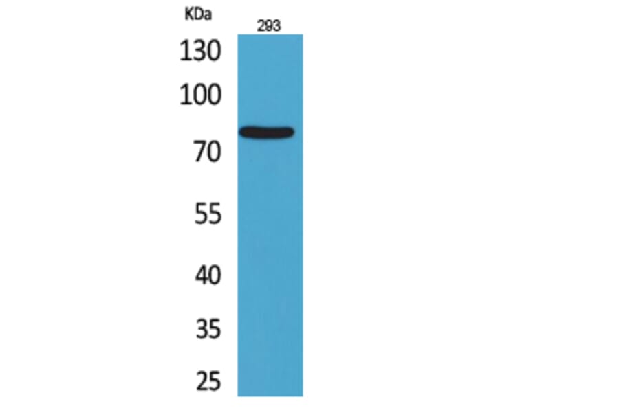 Western Blot - Anti-BCL6 Antibody (C30745) - Antibodies.com