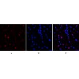 Immunofluorescence - Anti-BCL6 Antibody (C30745) - Antibodies.com
