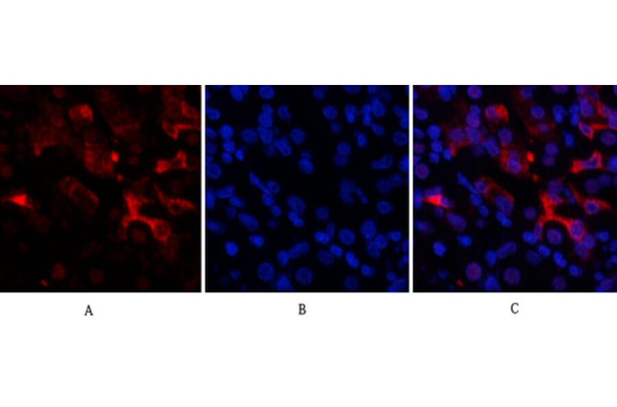 Immunofluorescence - Anti-BCL6 Antibody (C30745) - Antibodies.com