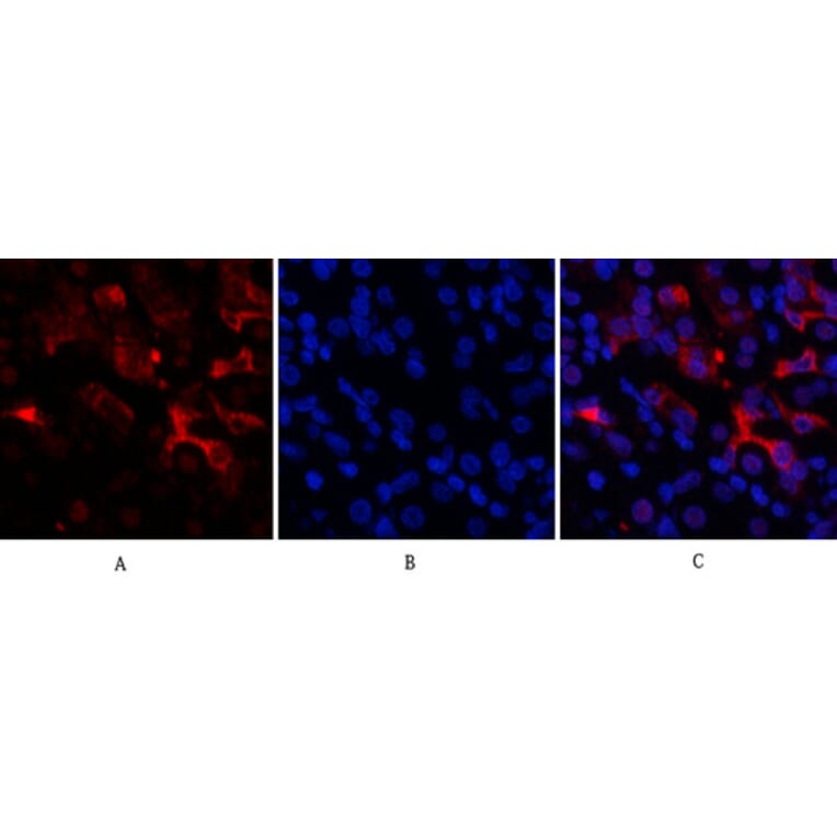 Immunofluorescence - Anti-BCL6 Antibody (C30745) - Antibodies.com