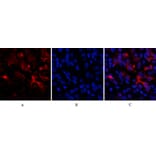 Immunofluorescence - Anti-BCL6 Antibody (C30745) - Antibodies.com
