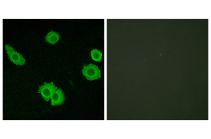 Immunofluorescence - Anti-BAI3 Antibody (G215) - Antibodies.com